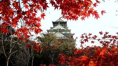 大阪城の秋 in Autumn