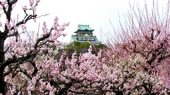 大阪城と梅　with Ume plum
