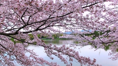 鶴見緑地公園の春