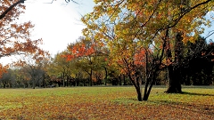 鶴見緑地公園の秋